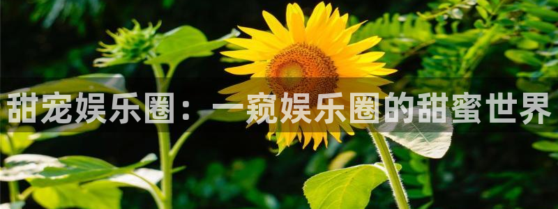 三牛娱乐：甜宠娱乐圈：一窥娱乐圈的甜蜜世界