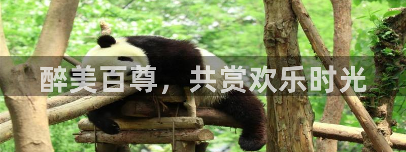 三牛娱乐：醉美百尊，共赏欢乐时光